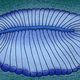 Artist’s reconstruction of Dickinsonia.